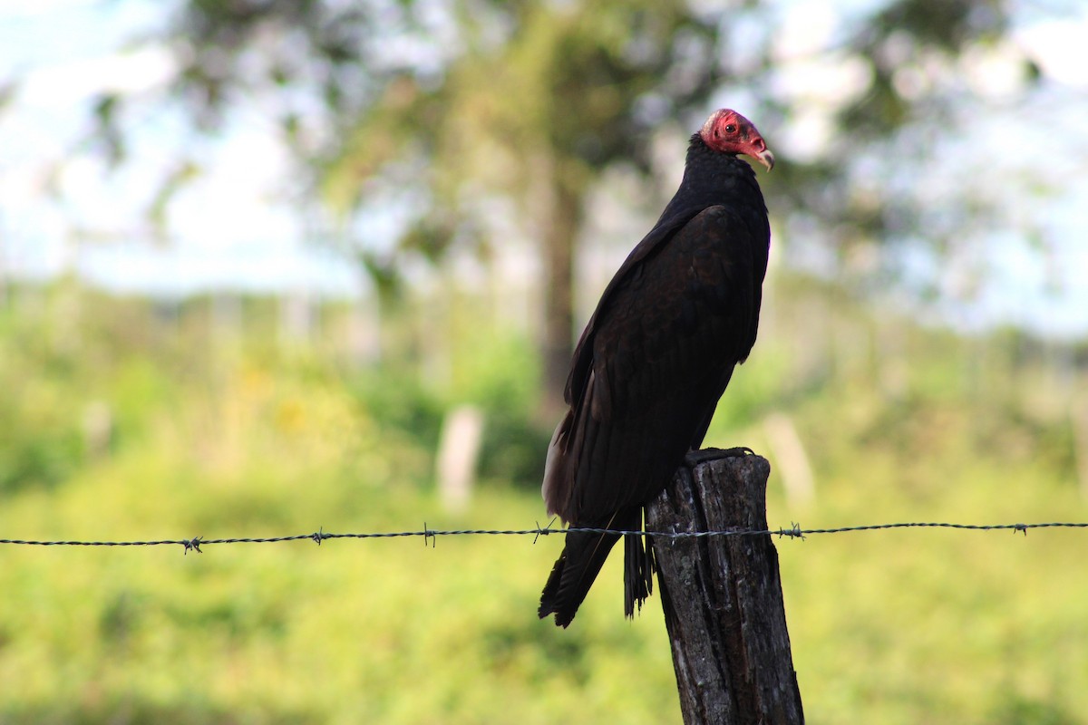 Turkey Vulture - ML645864716