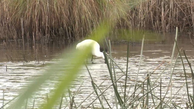 Royal Spoonbill - ML645864718