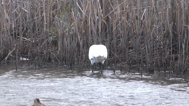 Royal Spoonbill - ML645864722