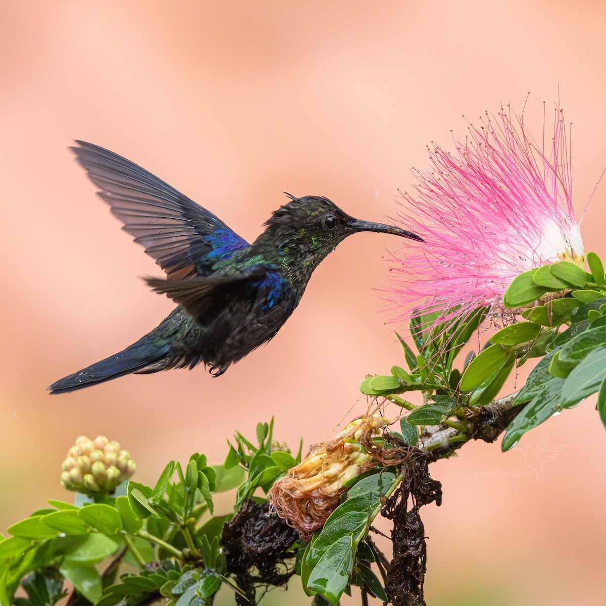 Crowned Woodnymph - ML645864729