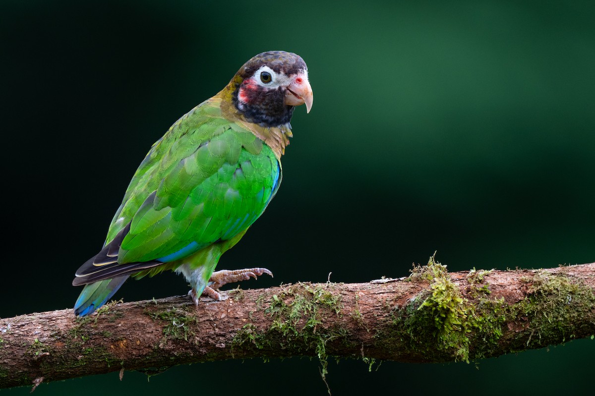 amazónek hnědohlavý - ML645864730