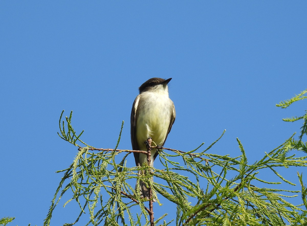 Eastern Phoebe - ML645864734
