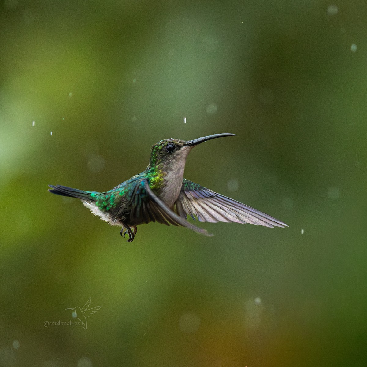 Crowned Woodnymph - ML645864739
