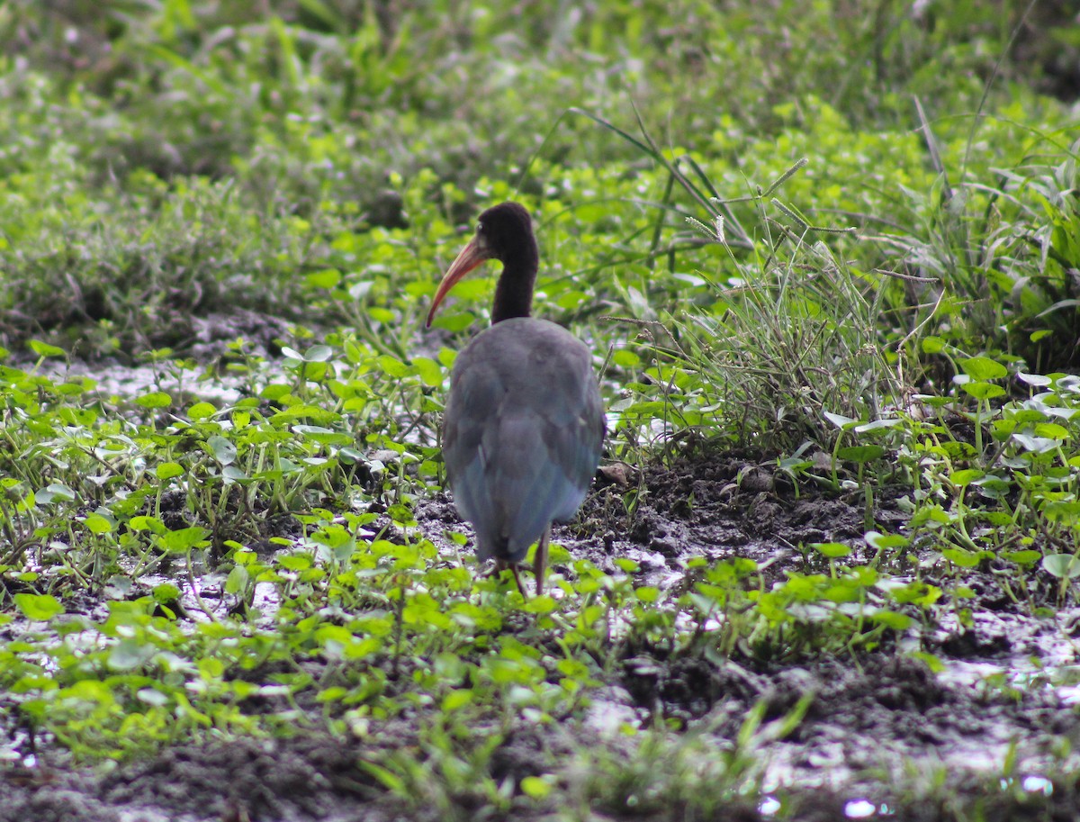 Bare-faced Ibis - ML645864751