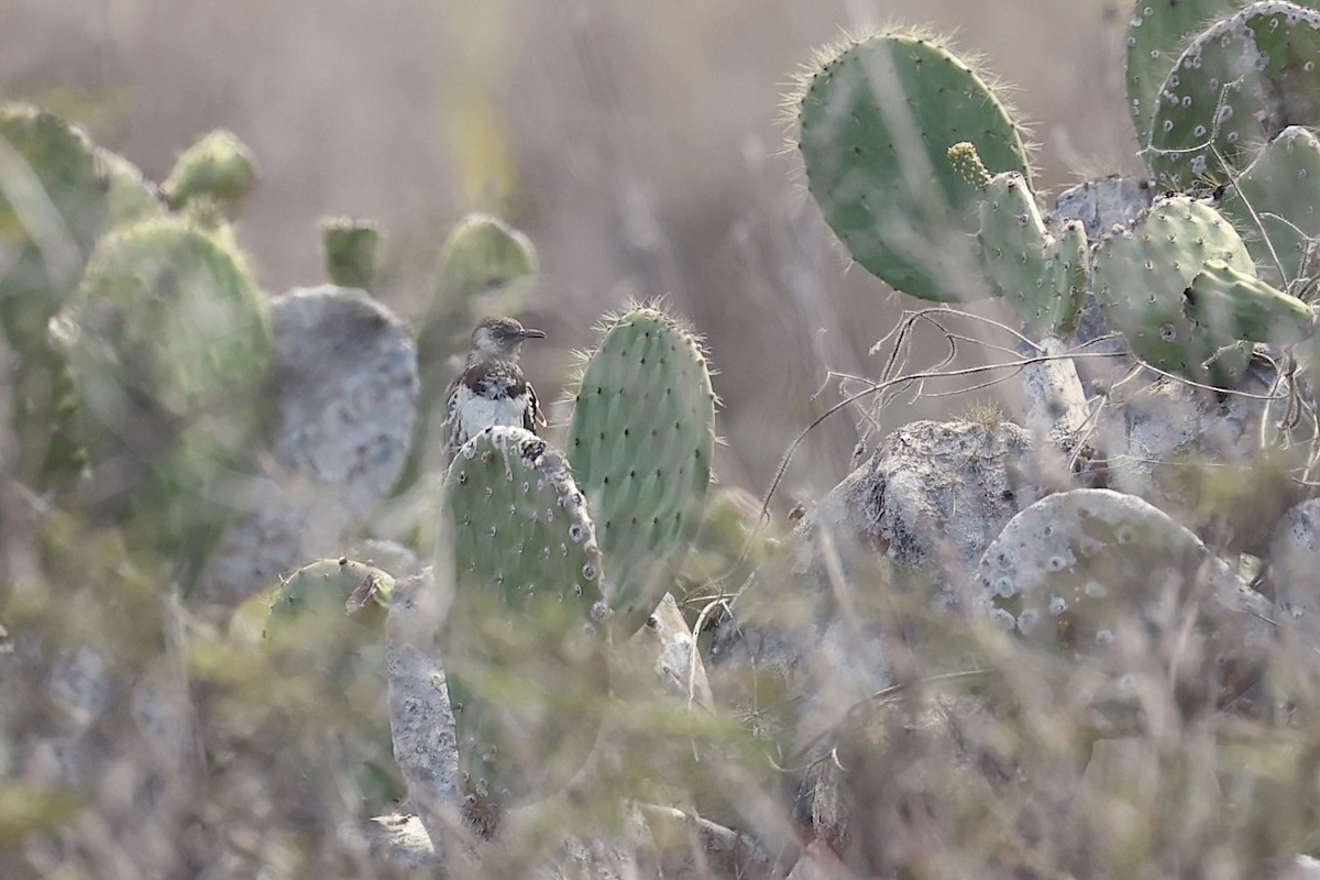 Moqueur de Floreana - ML645864765