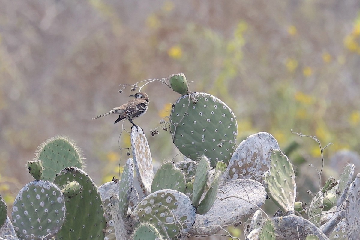 Moqueur de Floreana - ML645864766
