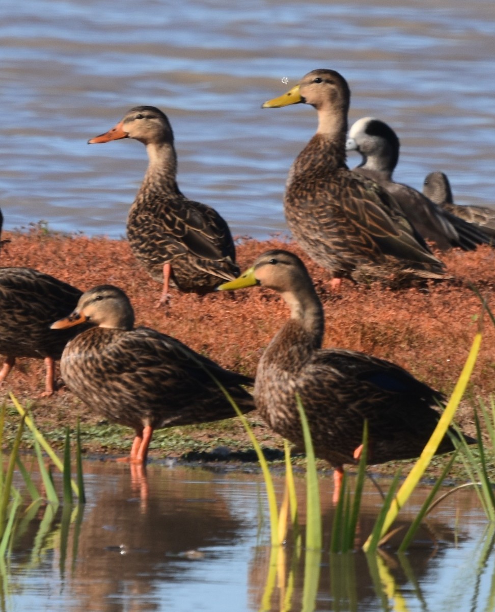 Mottled Duck - ML645864770