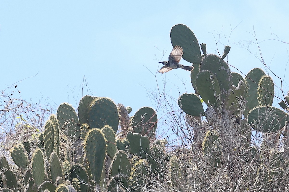 Moqueur de Floreana - ML645864771
