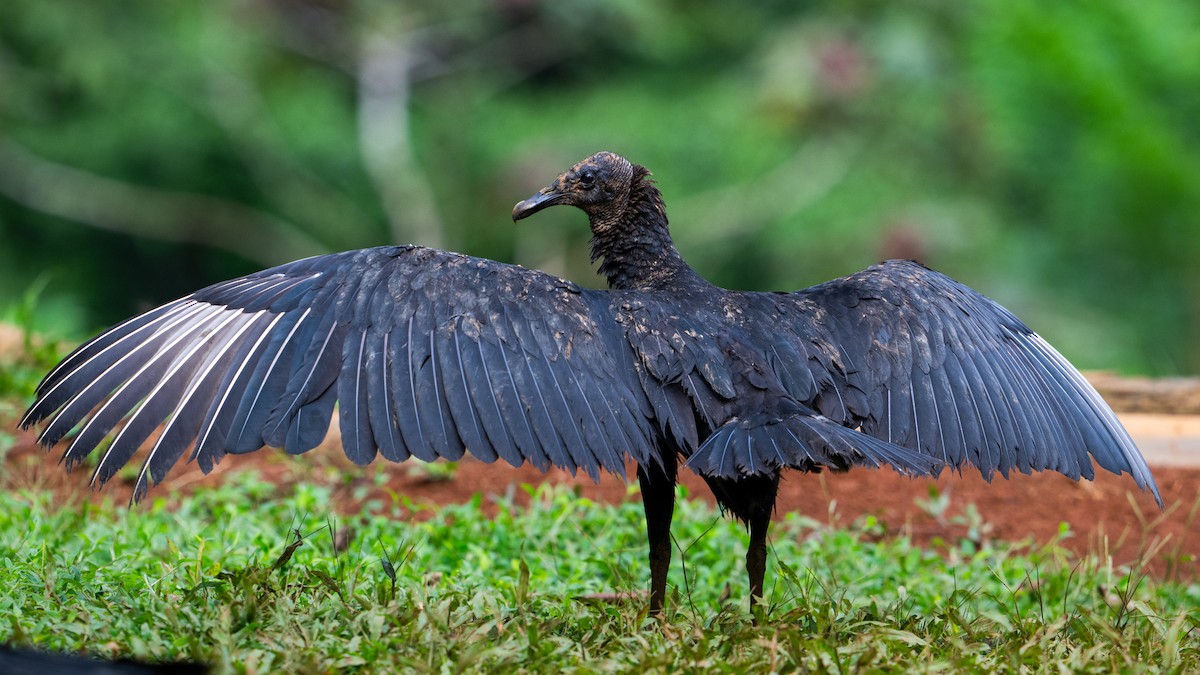 Black Vulture - ML645864774