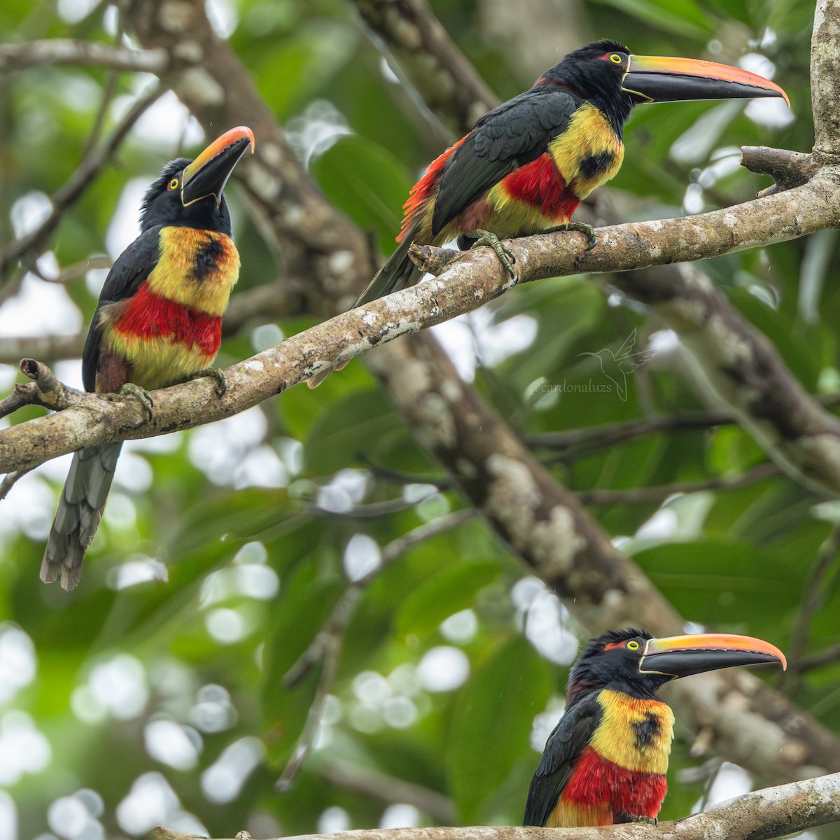 Fiery-billed Aracari - ML645864784