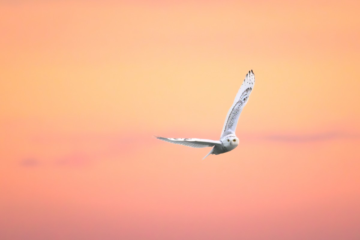 לילית שלג - ML645864786