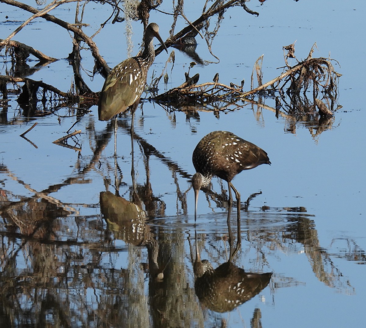Limpkin - ML645864804
