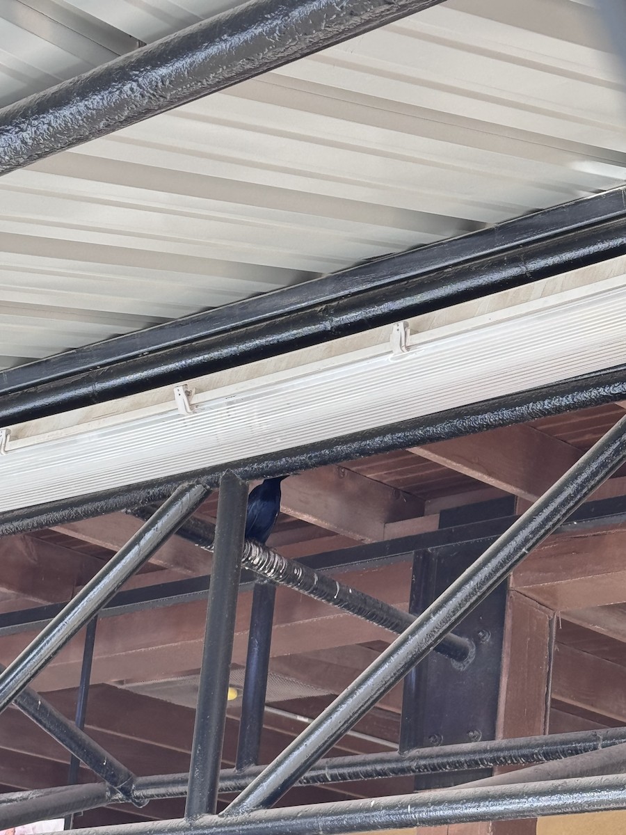 Great-tailed Grackle - ML645864805