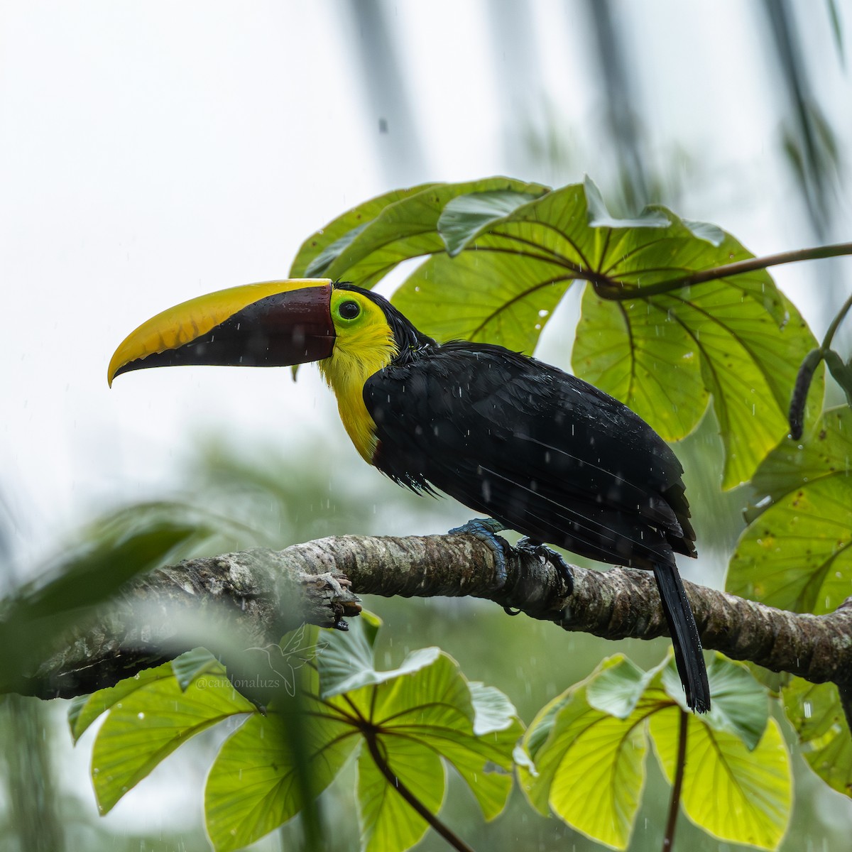 Yellow-throated Toucan - ML645864807