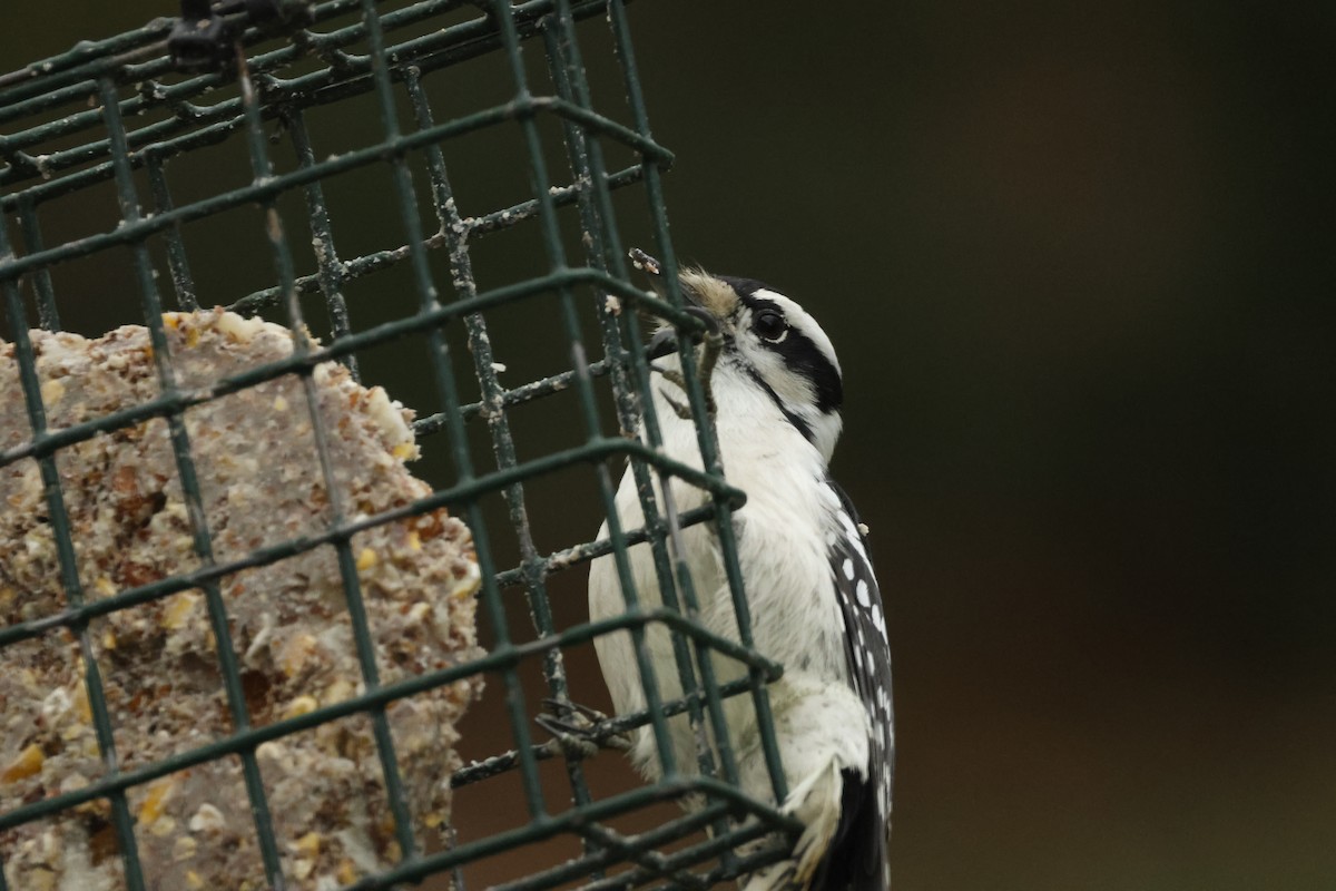 Downy Woodpecker - ML645864810