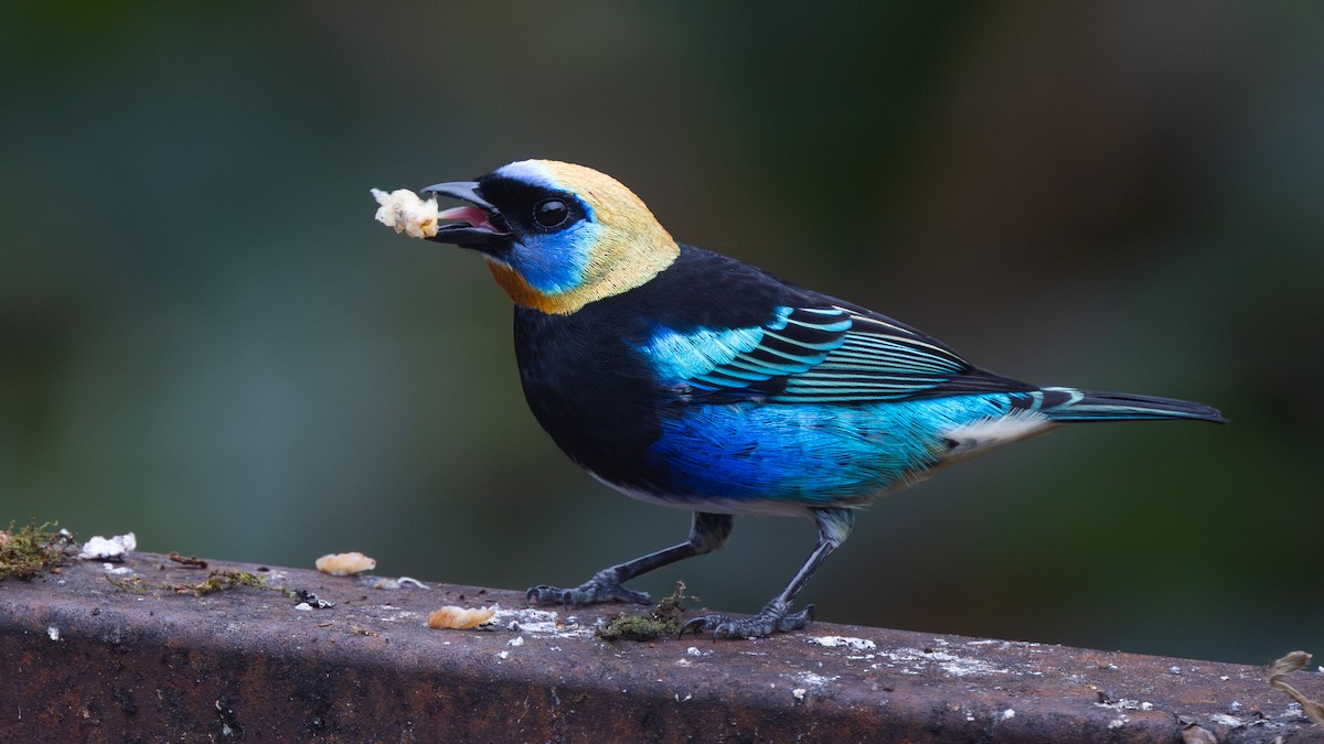 キンズキンフウキンチョウ - ML645864811