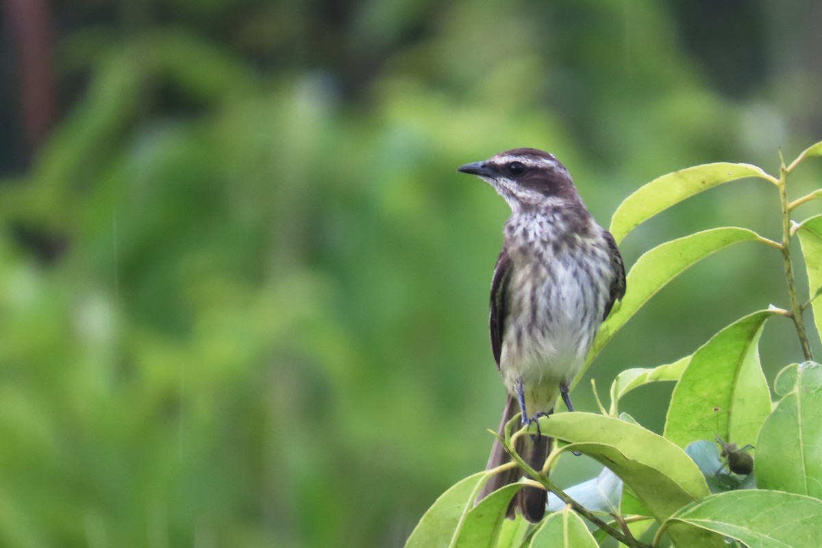 Piratic Flycatcher - ML645864813