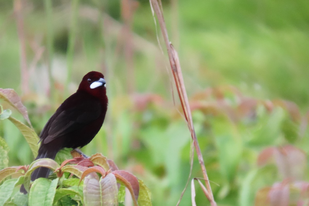 Silver-beaked Tanager - ML645864819