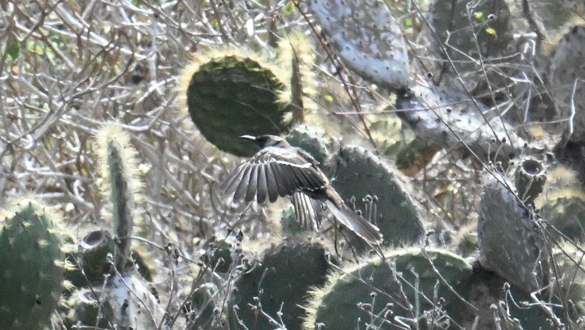 Moqueur de Floreana - ML645864823