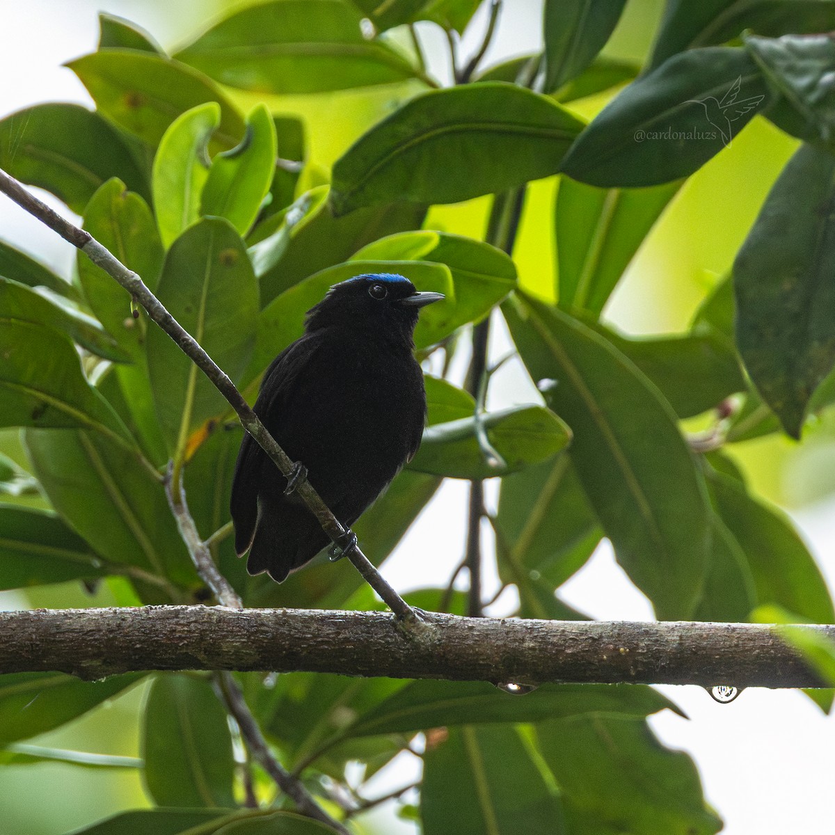 Velvety Manakin - ML645864827
