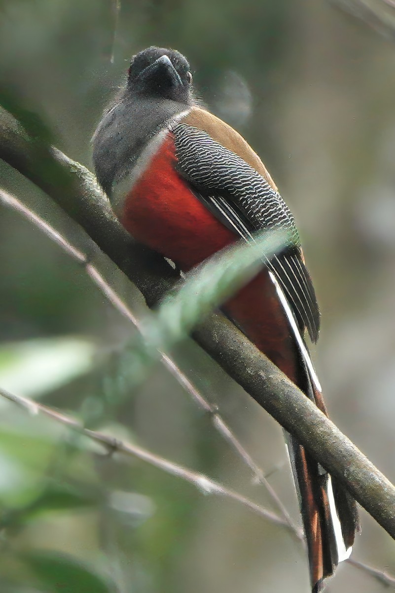 Malabar Trogon - ML645864829