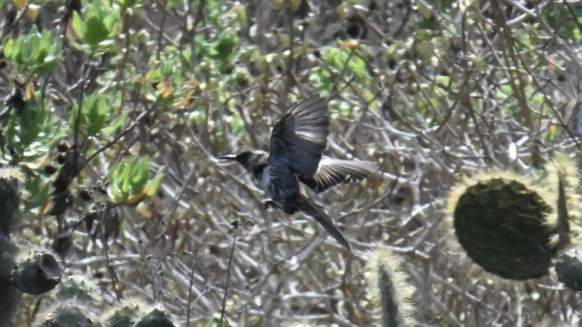 Moqueur de Floreana - ML645864831