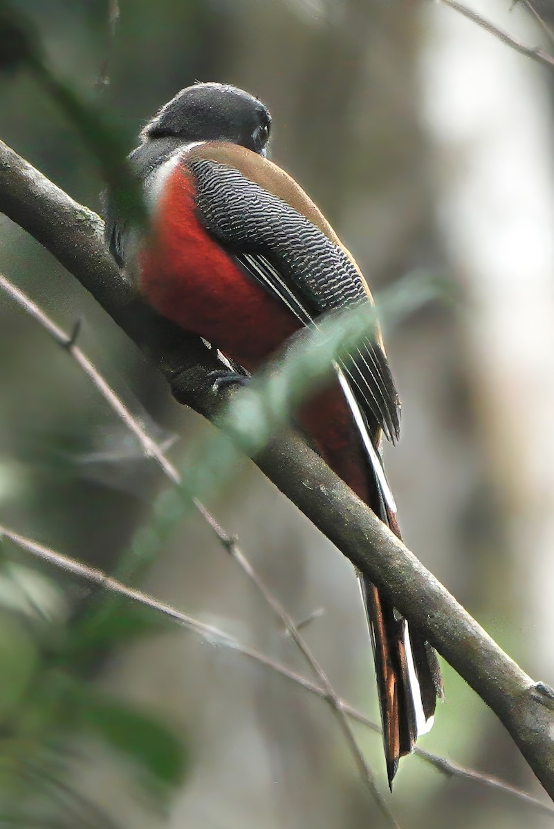 Malabar Trogon - ML645864834