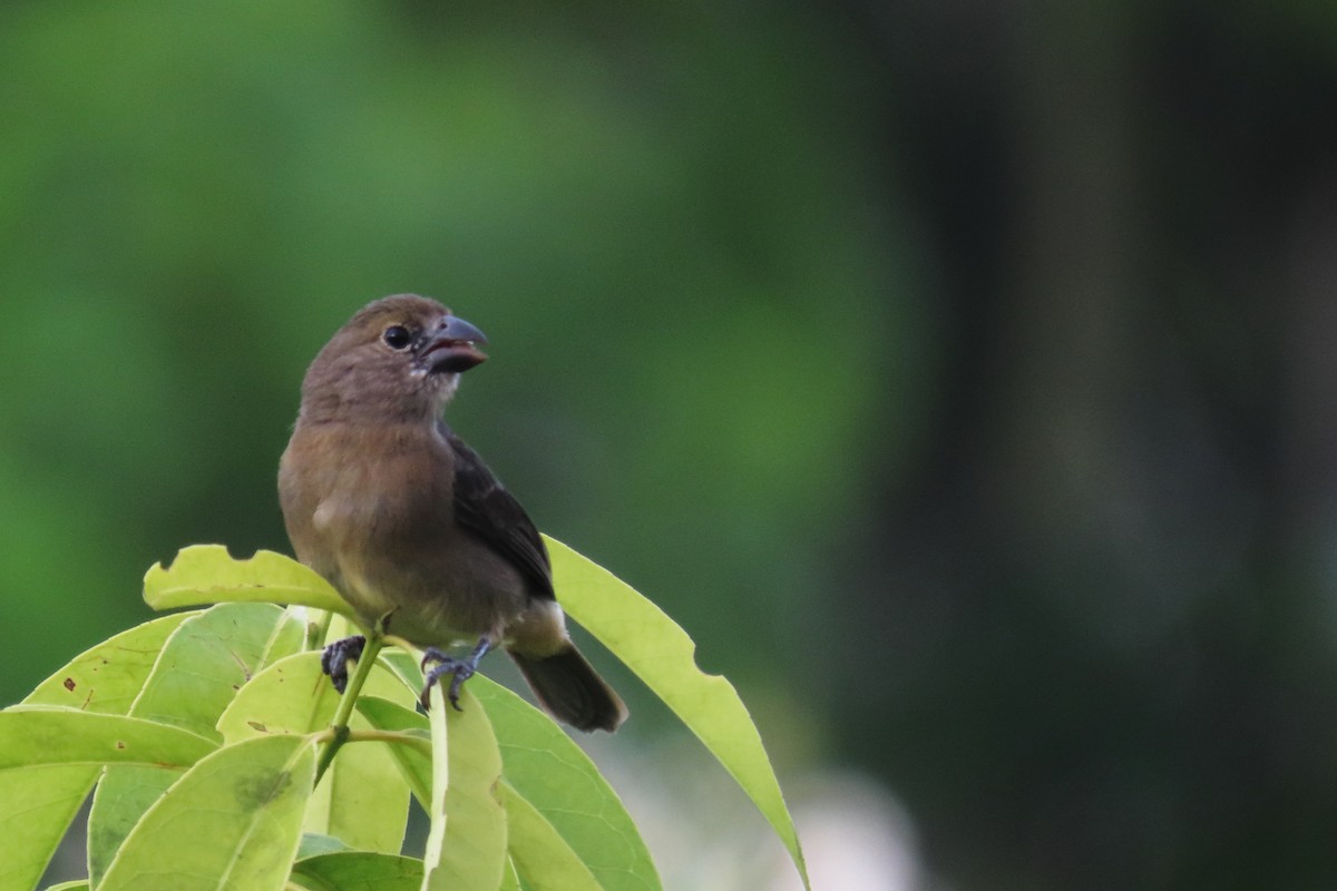 Wing-barred Seedeater - ML645864835
