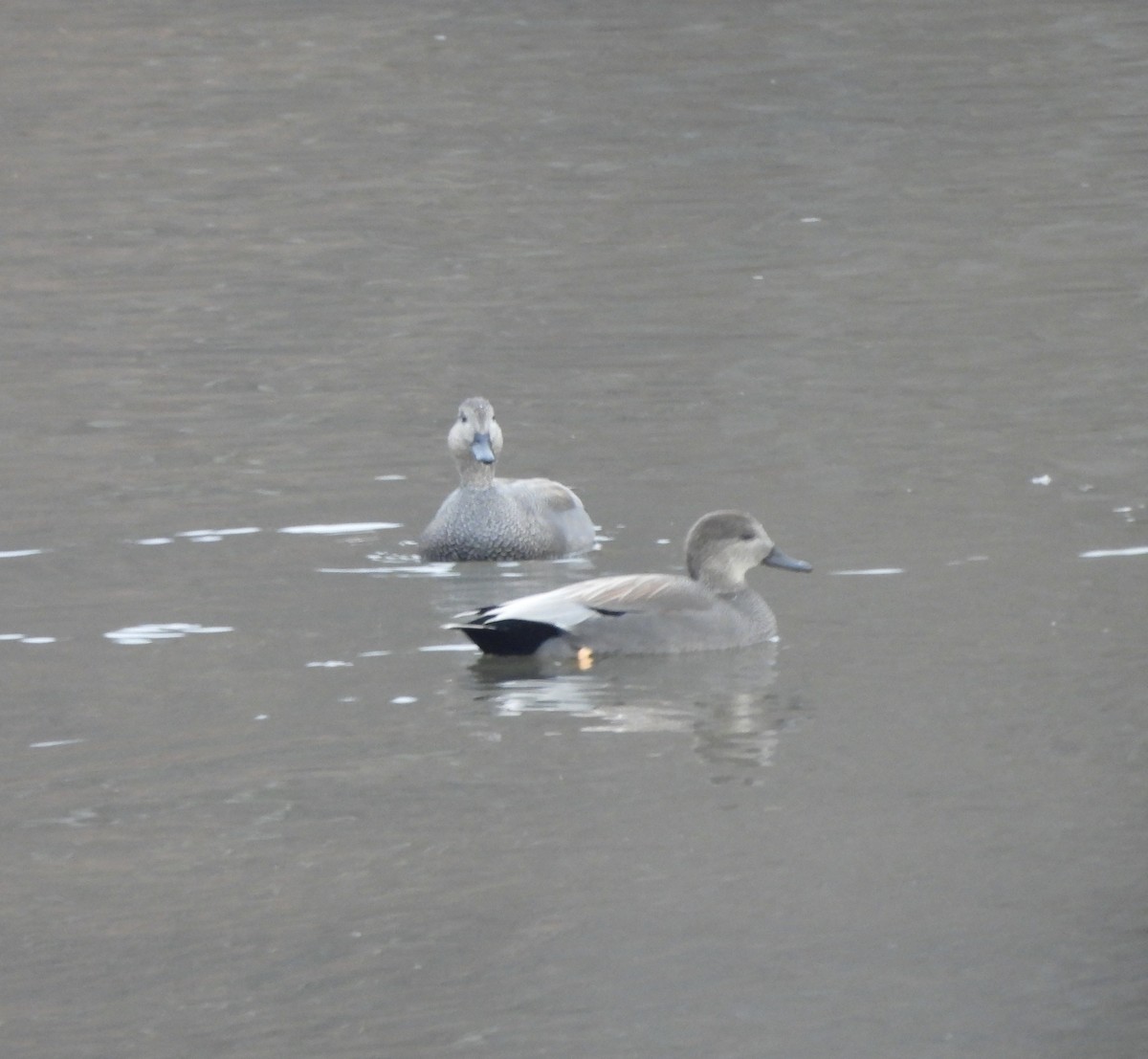 Boz Ördek - ML645864844