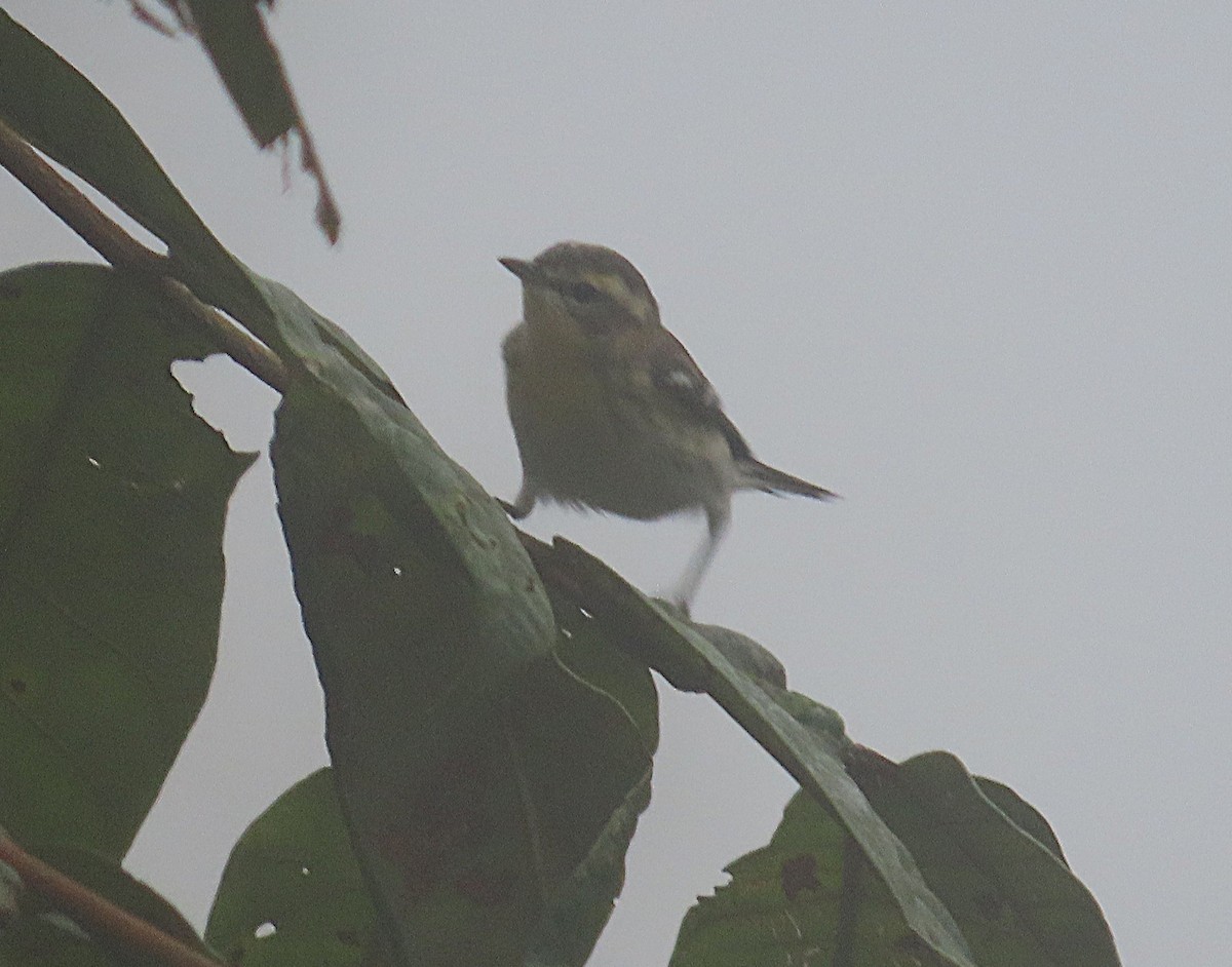 hemlokkparula - ML645864850