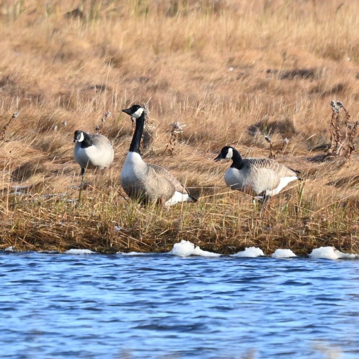 Canada Goose - ML645864873