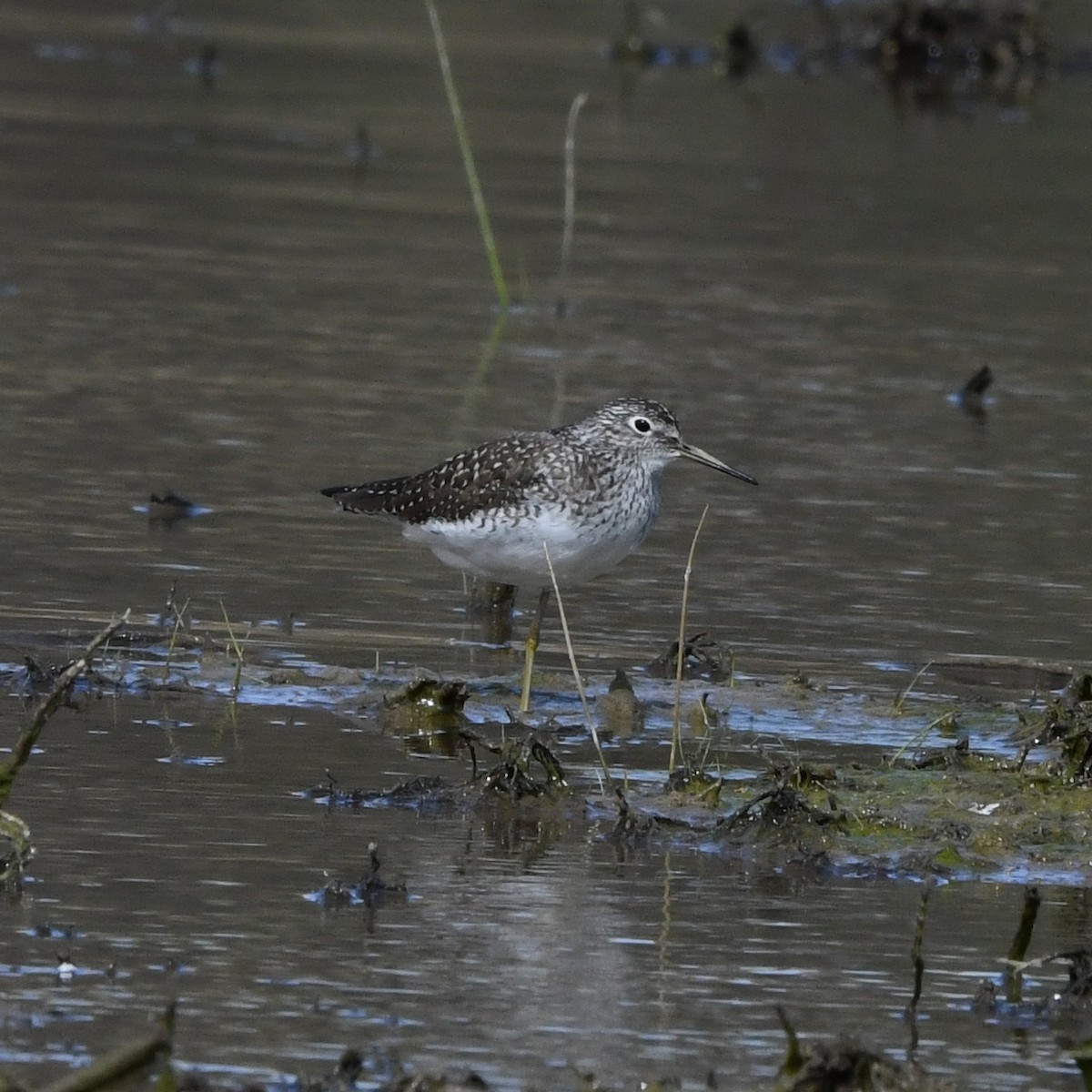 Solitary Sandpiper - ML645864877