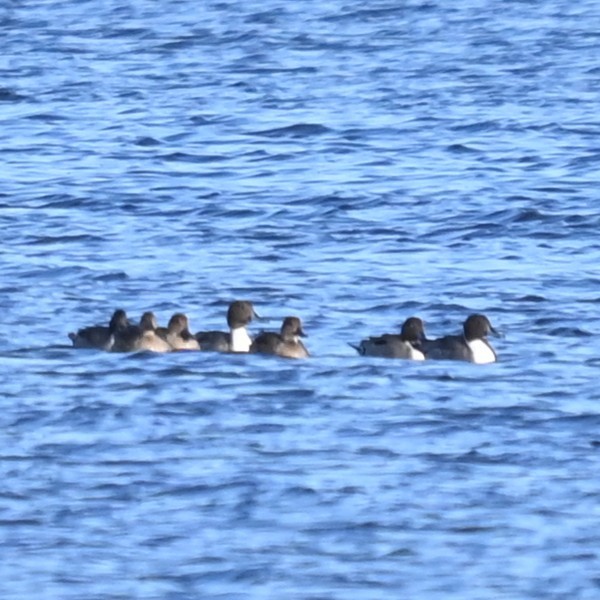 Northern Pintail - ML645864880