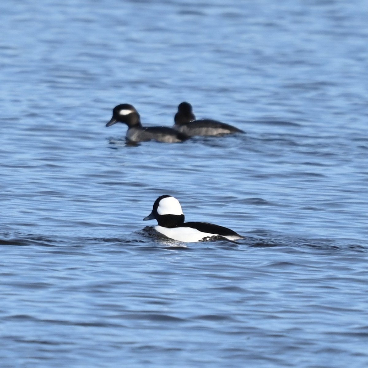 Bufflehead - ML645864883
