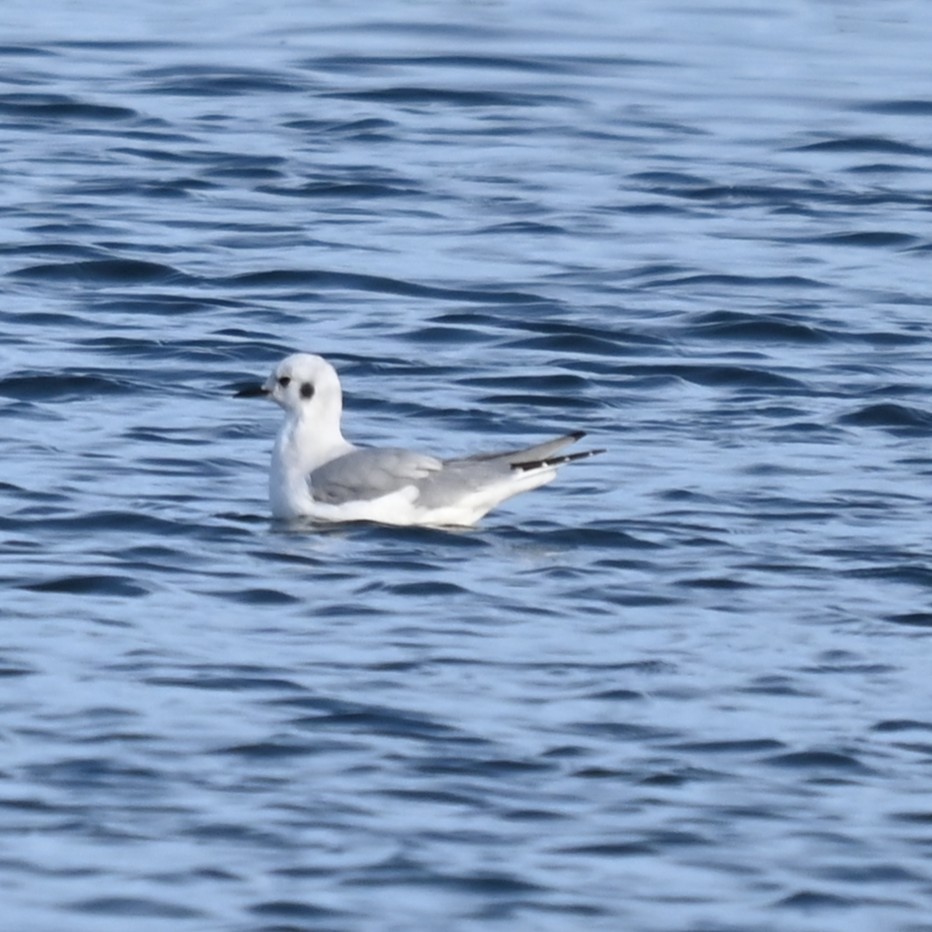 Bonaparte's Gull - ML645864886