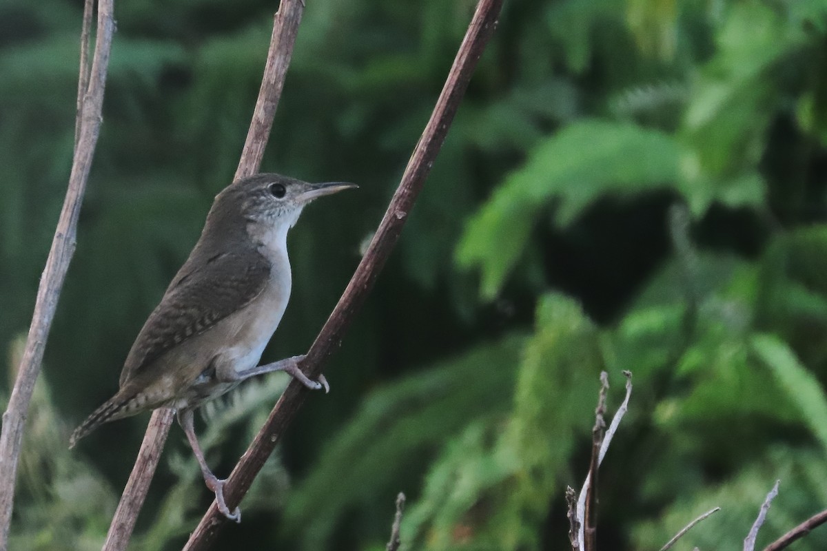 Southern House Wren - ML645864887