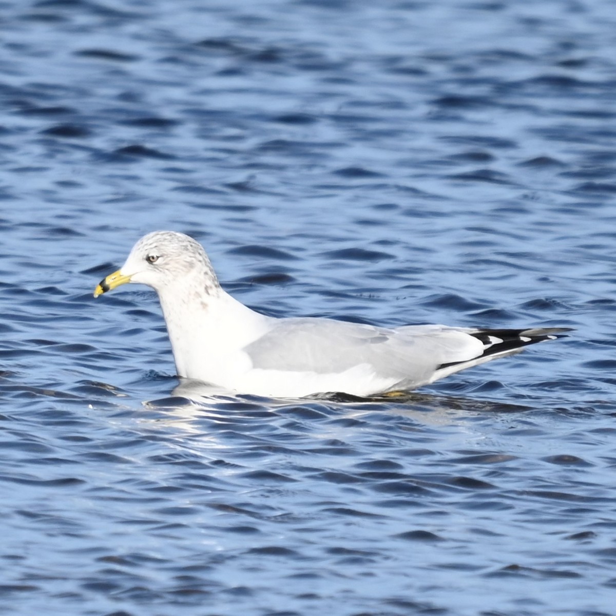Ring-billed Gull - ML645864888