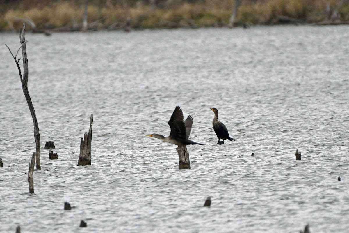 Double-crested Cormorant - ML645864906