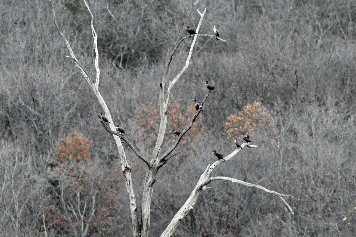 Double-crested Cormorant - ML645864907