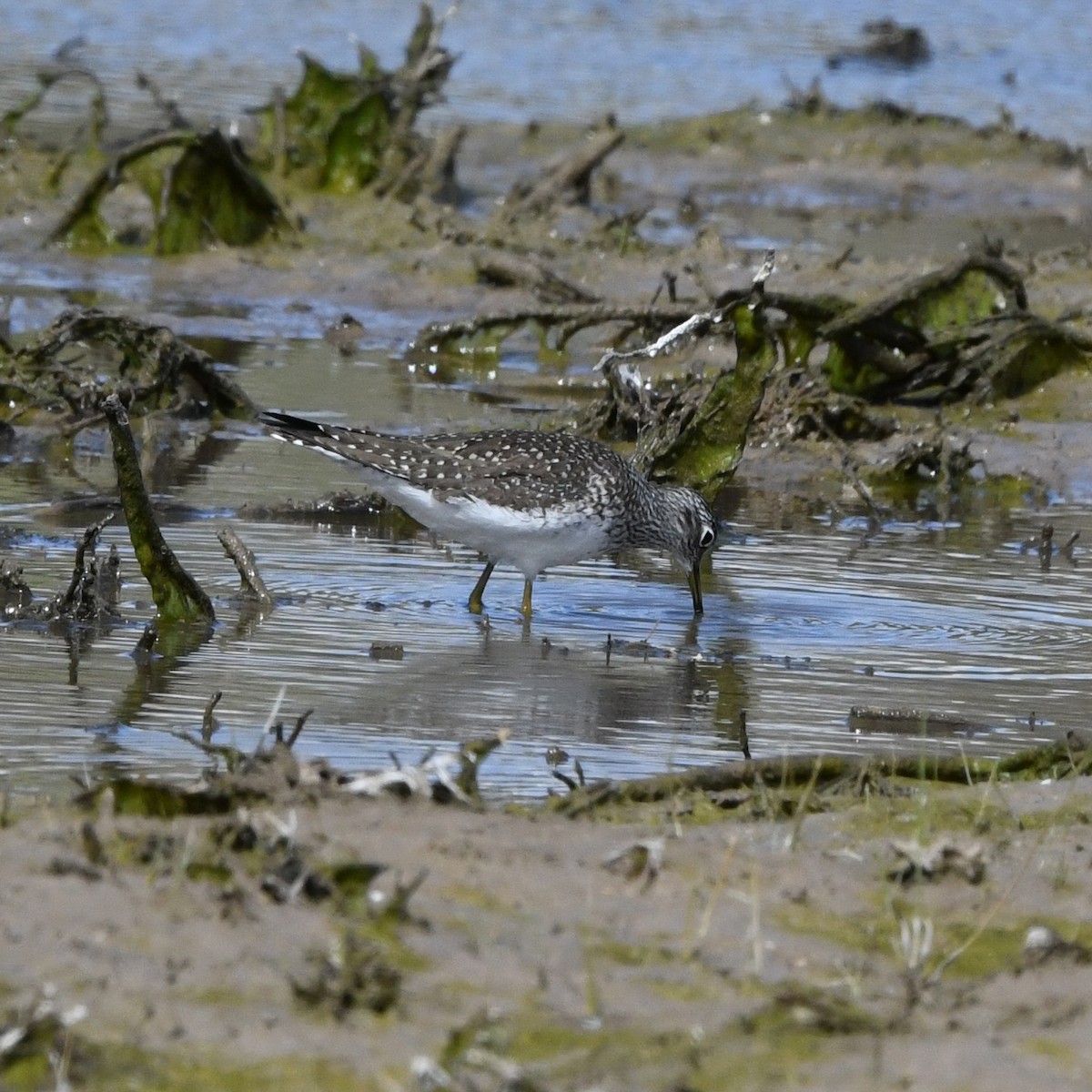 Solitary Sandpiper - ML645864911