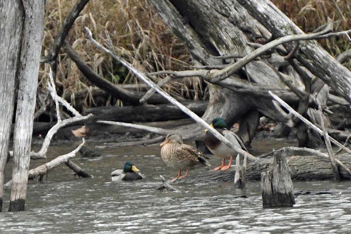 Mallard - ML645864915