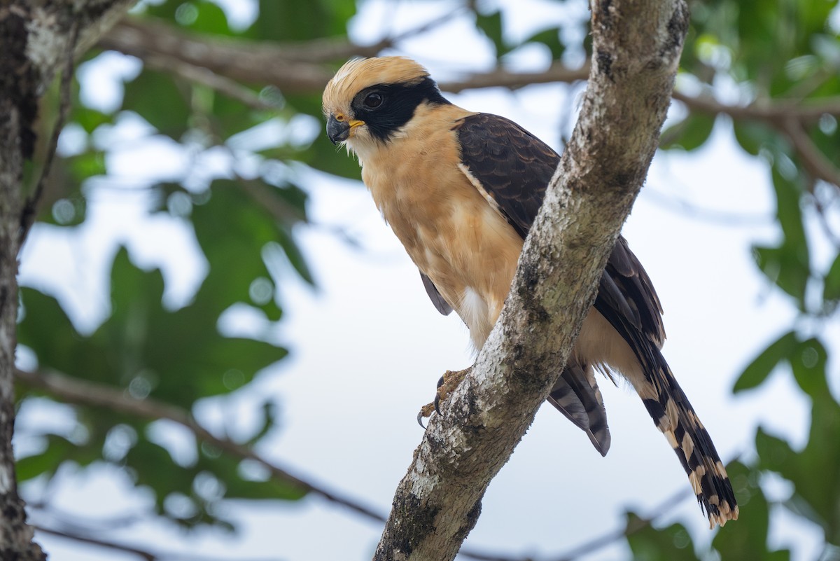 Laughing Falcon - ML645864924