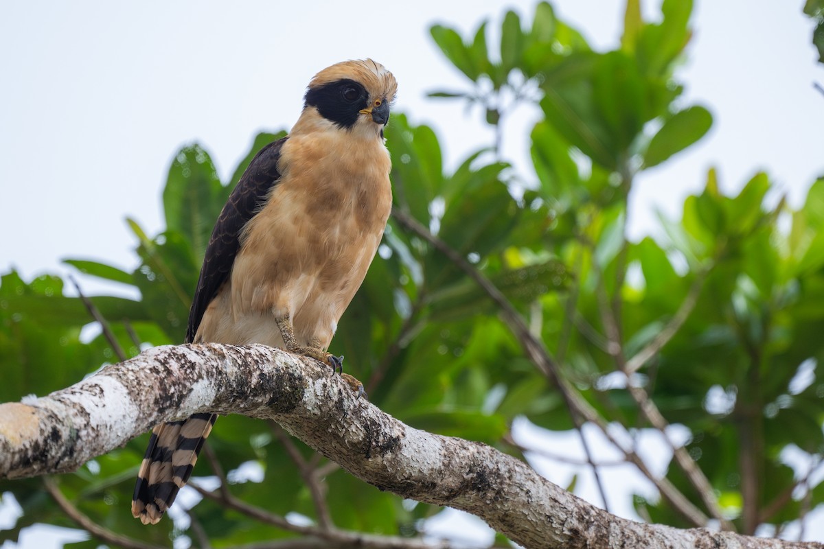 Laughing Falcon - ML645864926