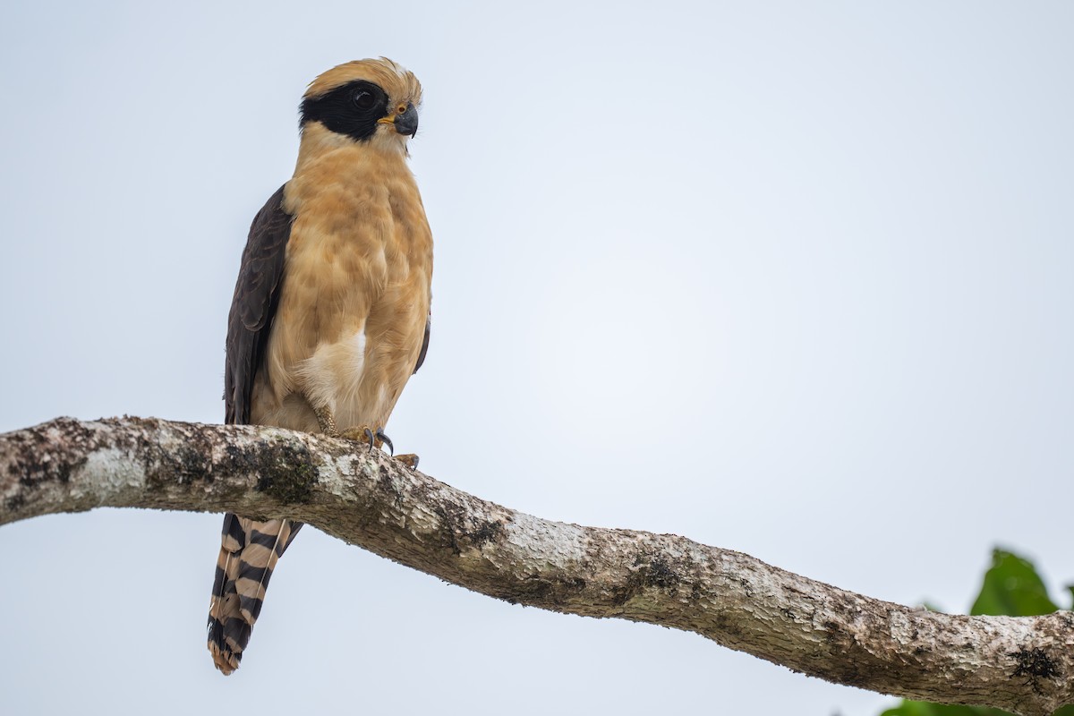 Laughing Falcon - ML645864927