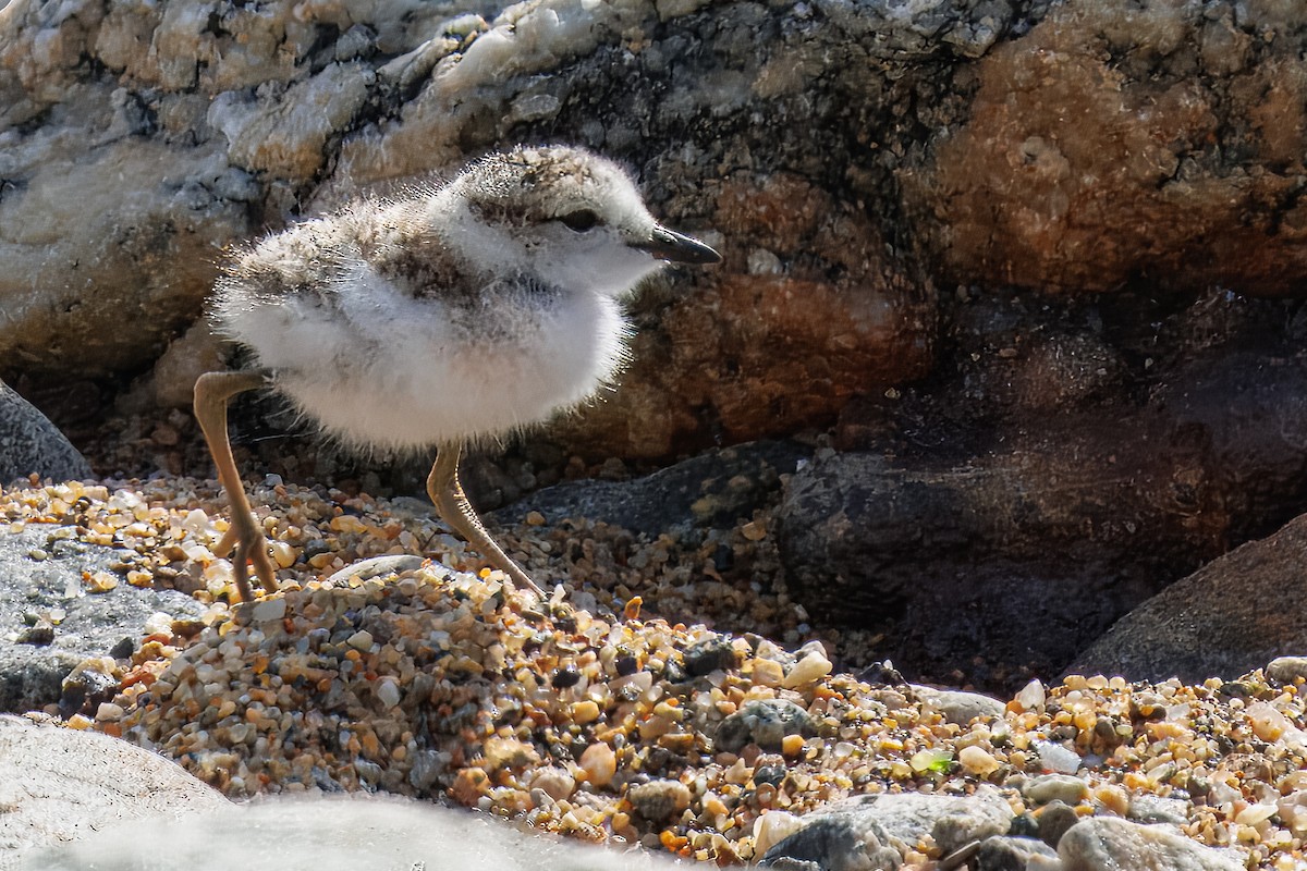 Белолобый зуёк - ML645864932