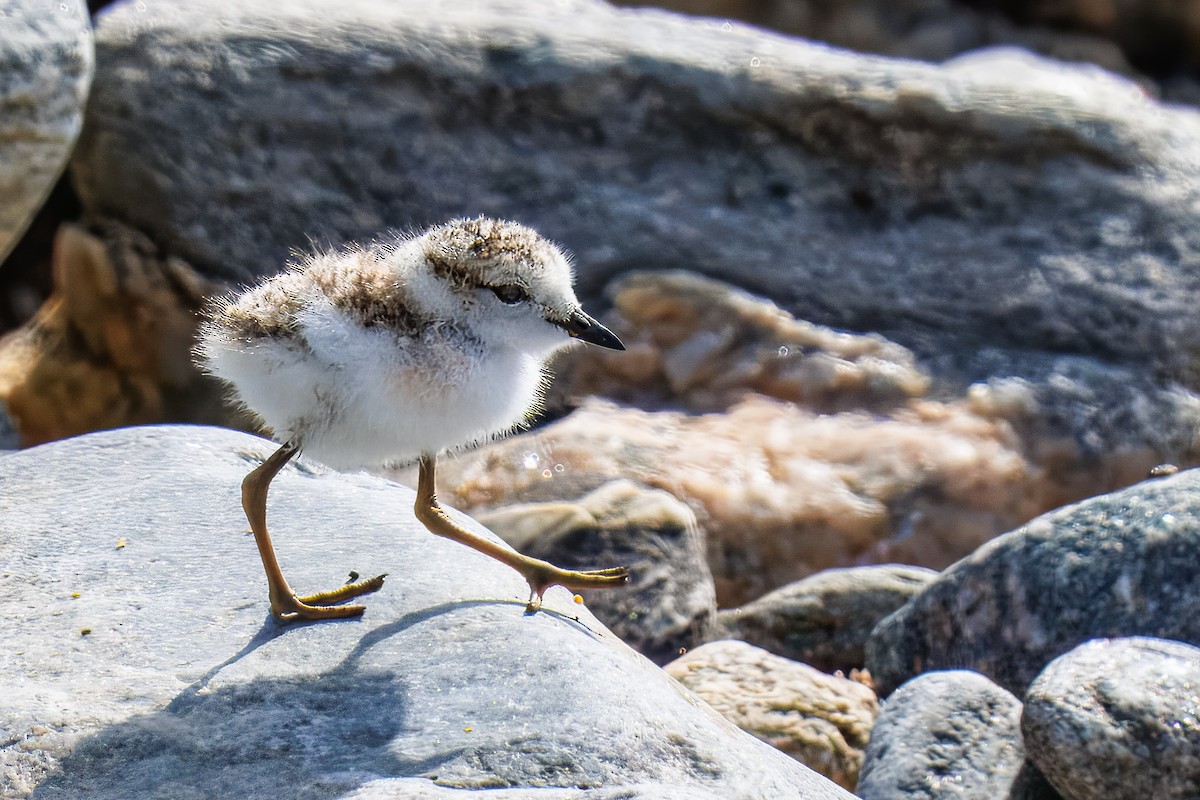 Белолобый зуёк - ML645864933