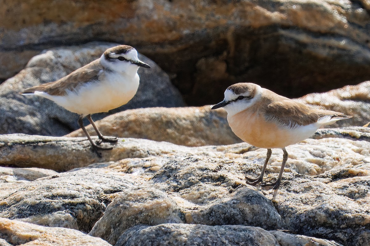 Белолобый зуёк - ML645864934