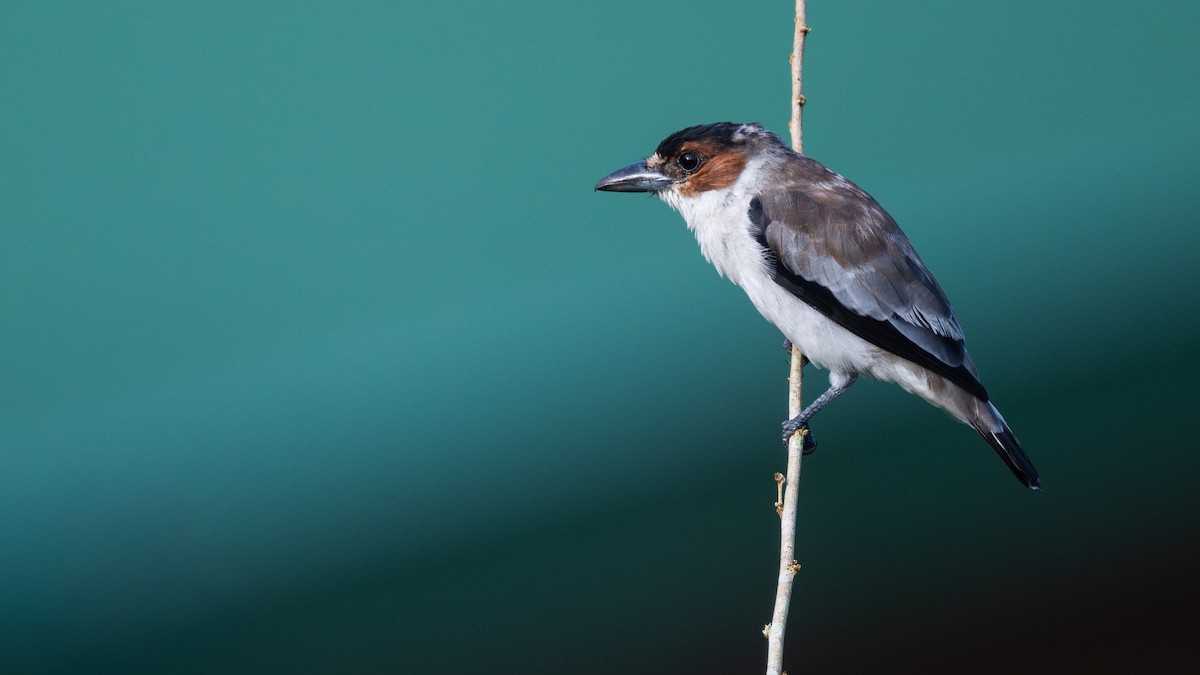 Black-crowned Tityra - ML645864943