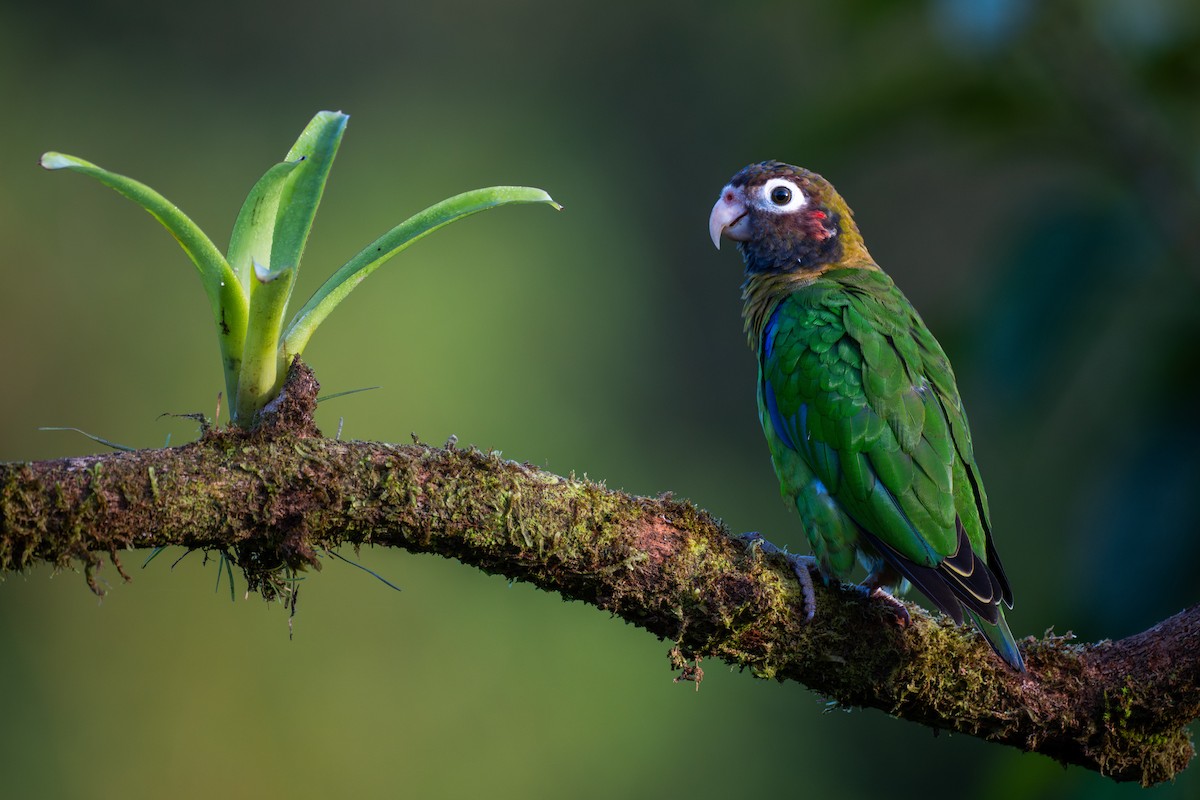 amazónek hnědohlavý - ML645864945