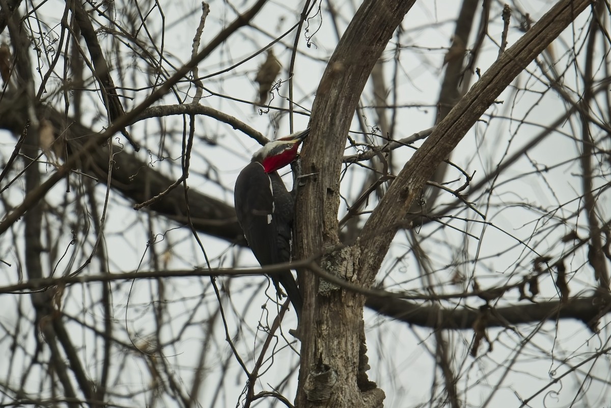 Жовна північна - ML645864948
